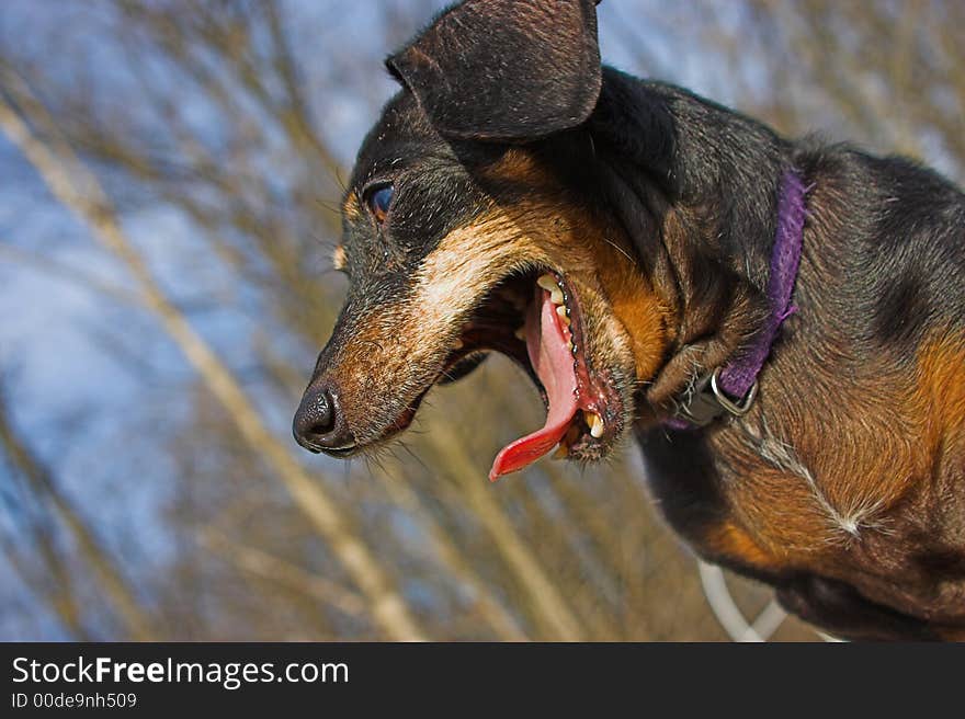 Dog Yawning