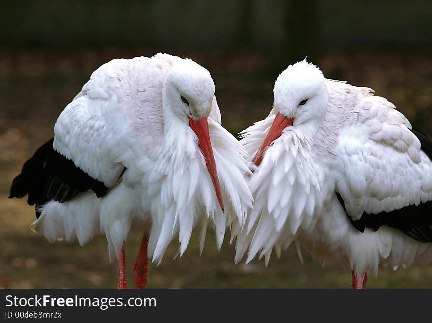 Stork couple