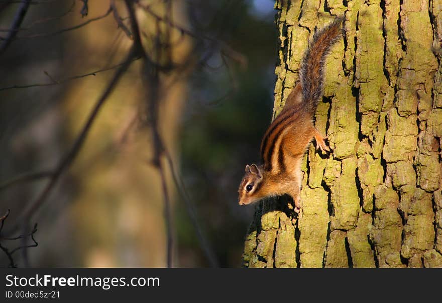 Squirrel climbing down a tree on an early spring morning