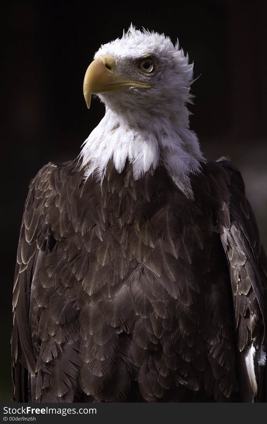 American Bald Eagle, taken at San Francisco Zoo in October 2003.