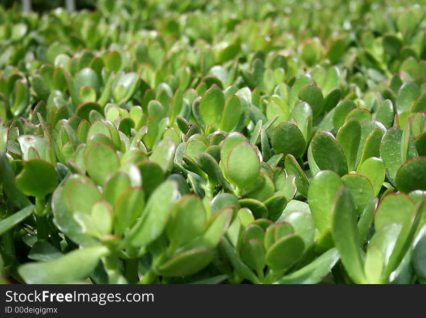 A bed of green leaves. A bed of green leaves.