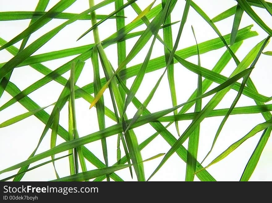 Grass on the light box