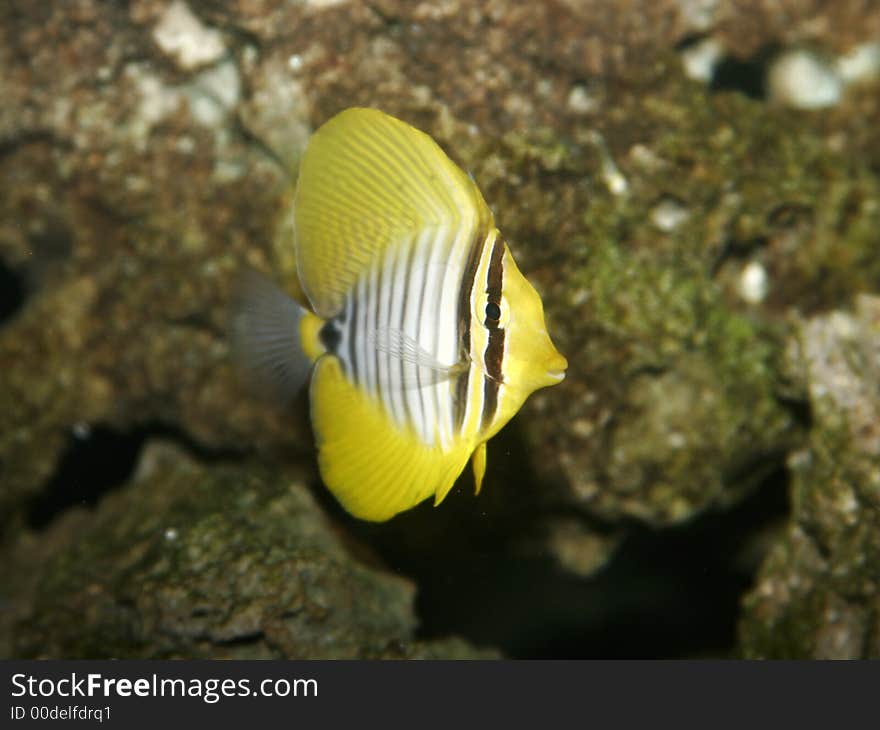 Red Sea Sailfin Tang Fish Aquarium