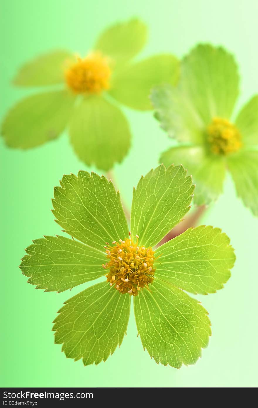 Detail Of Green Flower