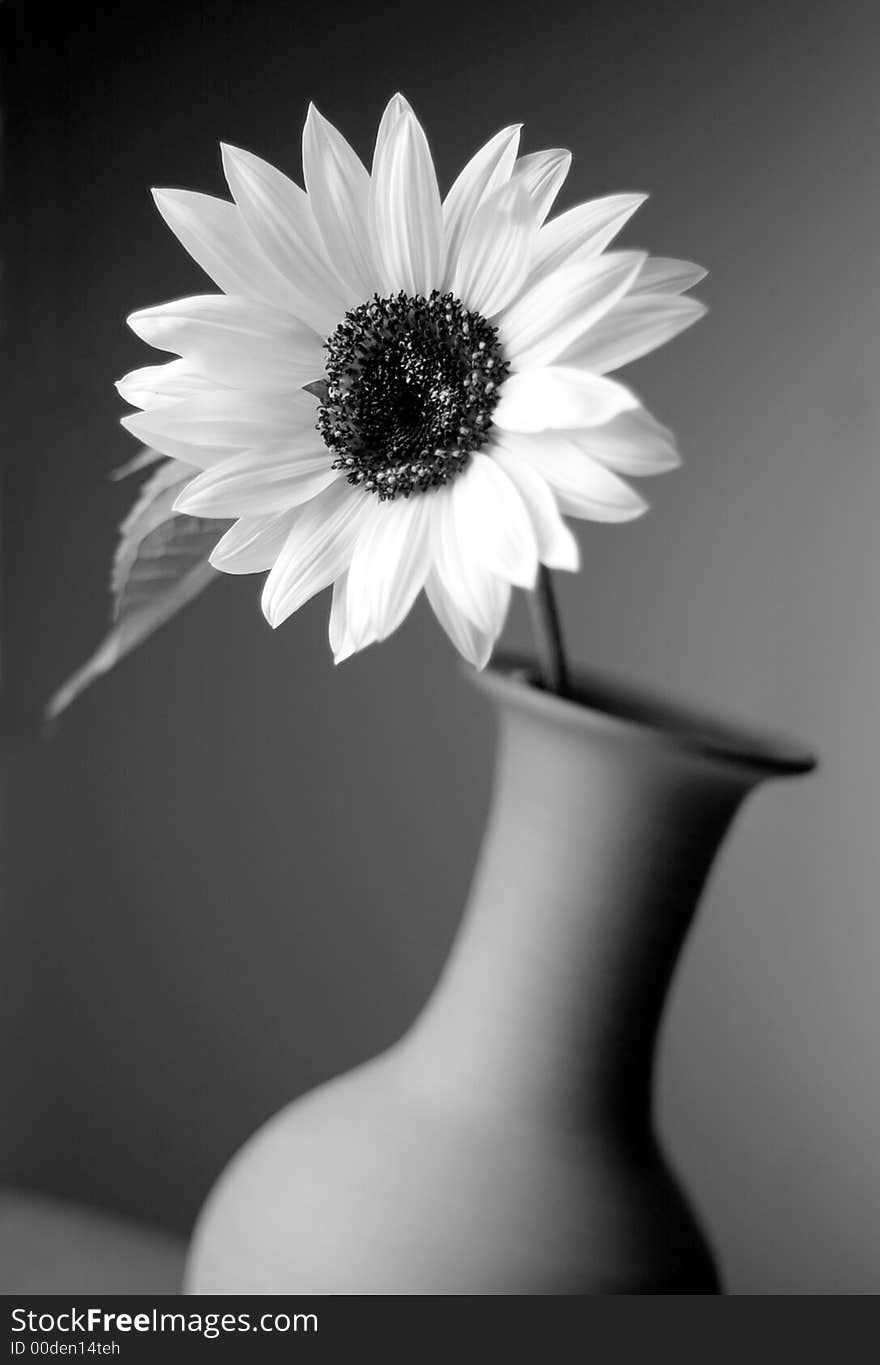 Sunflower in vase