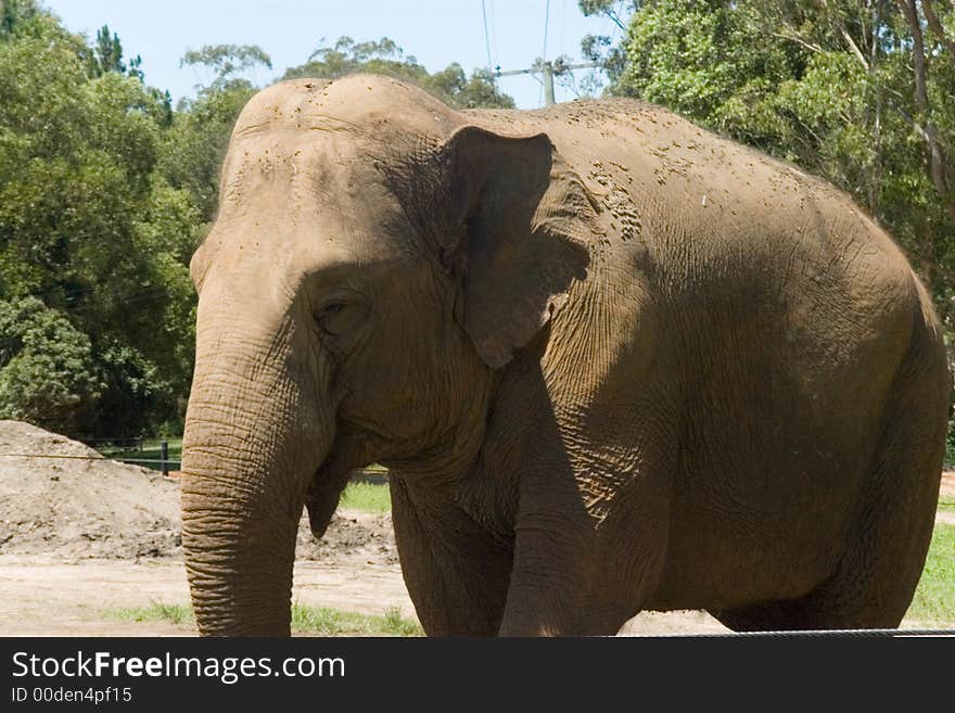 A male elephant side portrait