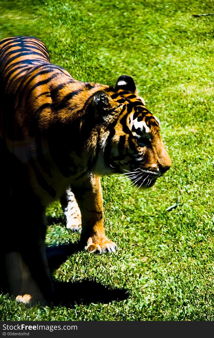 Tiger