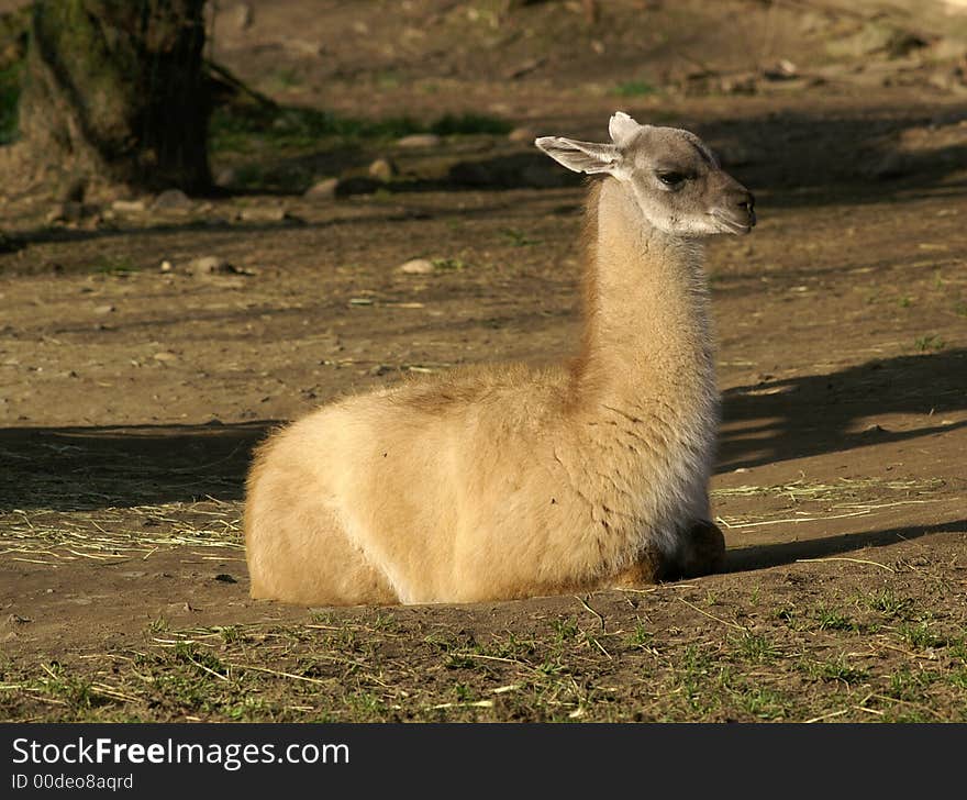 Guanaco