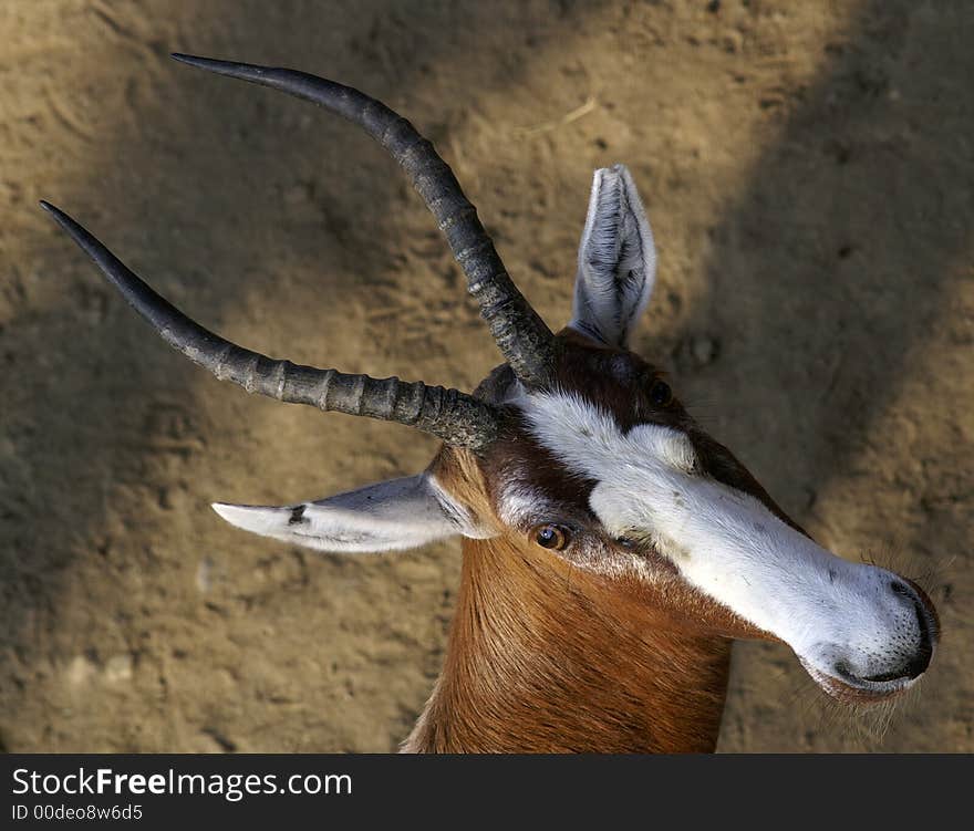 Staring goat with sincere eyes