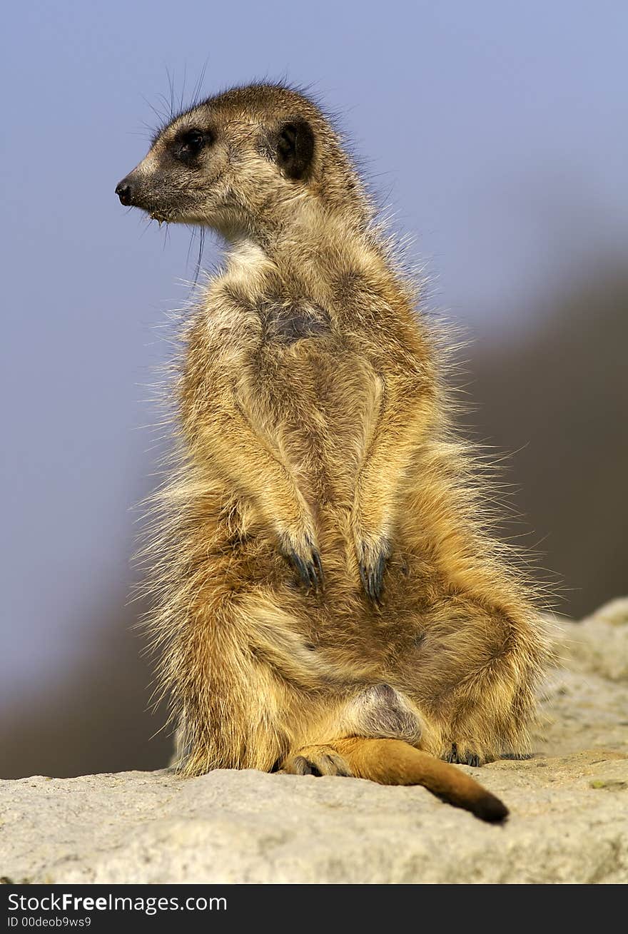 Suricate