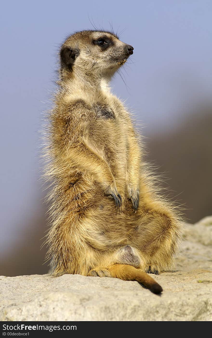 Suricate