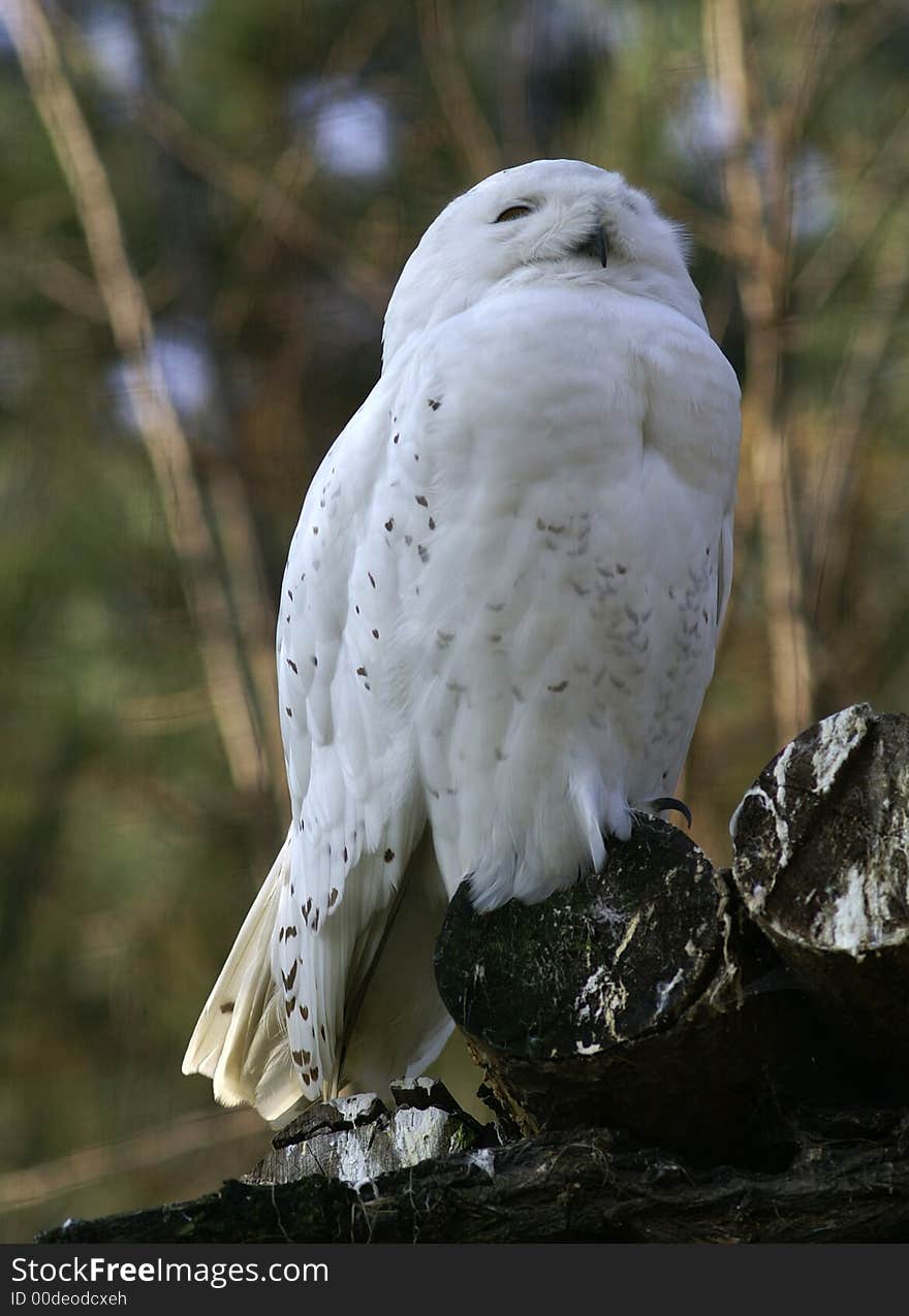 White Owl