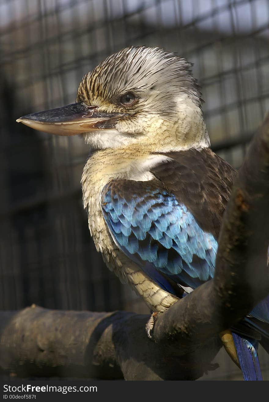 Bird in cage