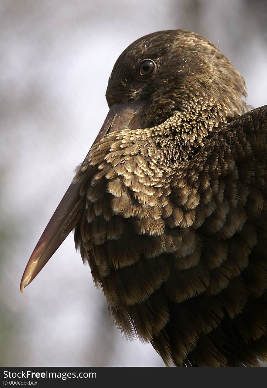 Brown bird with long beak