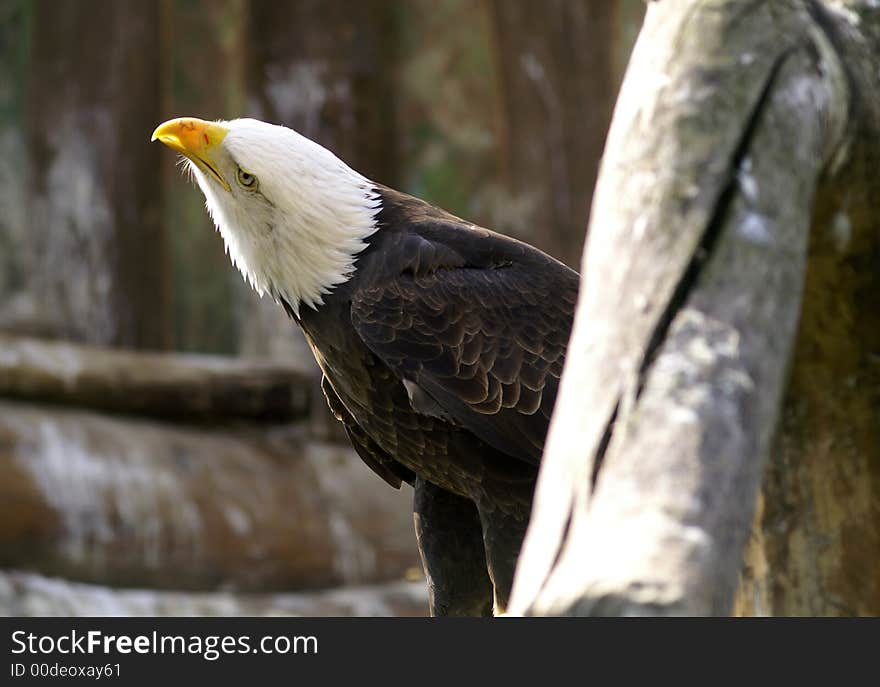 Eagle as a wild predator