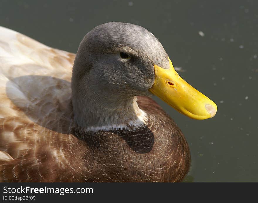 Swimming duck with yellow pecker