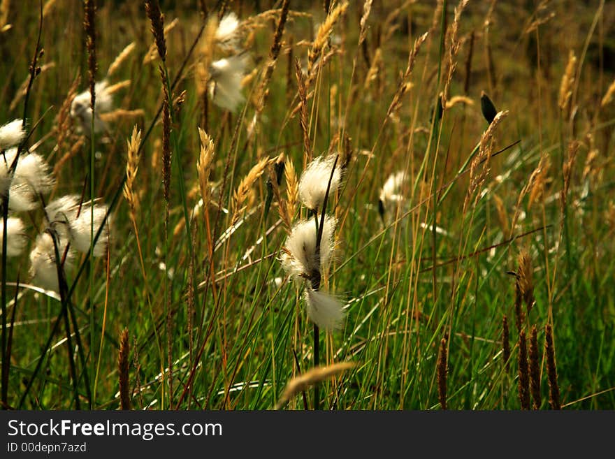 Close up of grass in the breeze