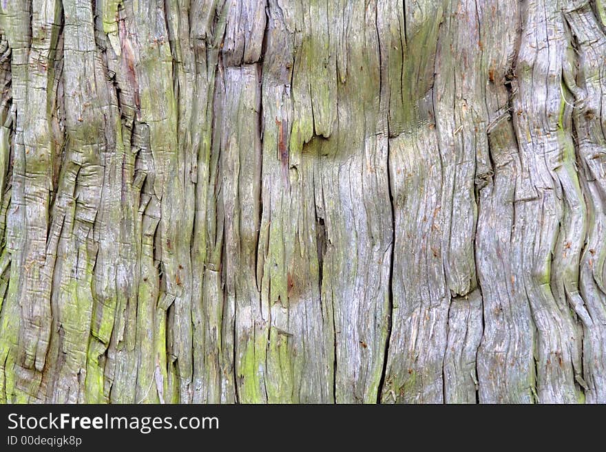 Close-up image of a very old bark tree. Close-up image of a very old bark tree.