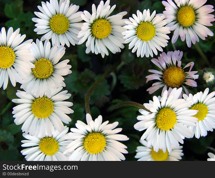 A lot of daisies in the garden