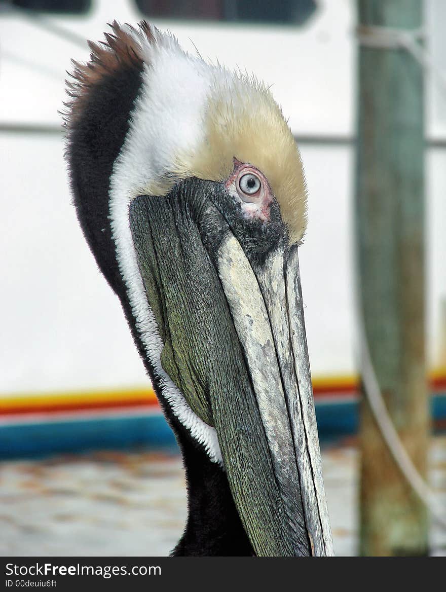 This is a pelican closeup. This is a pelican closeup.