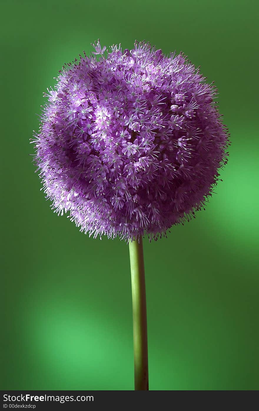 Studio photo of colorful flower