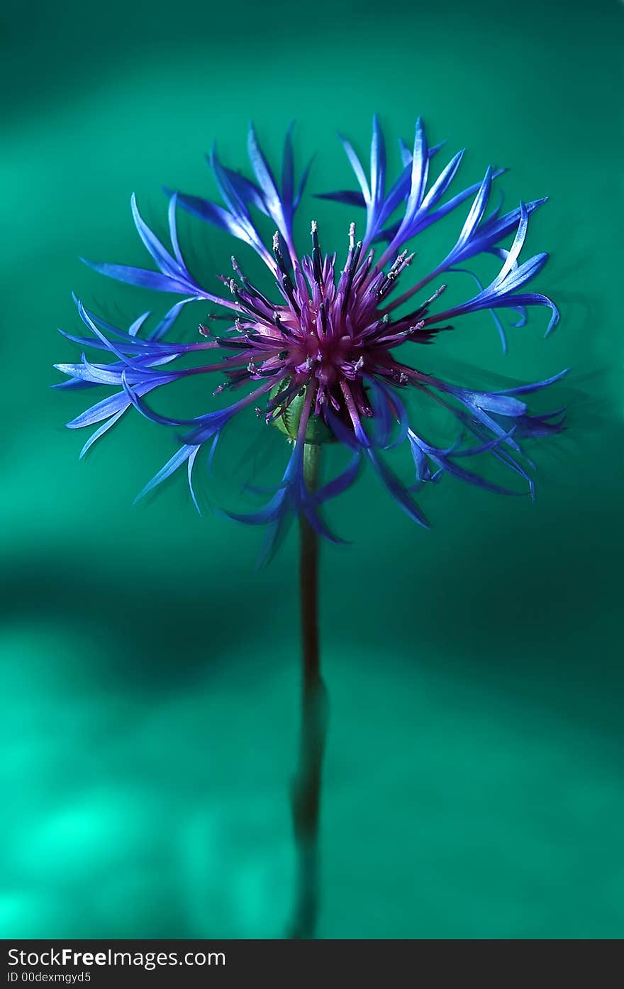 Studio Photo Of Colorful Flower