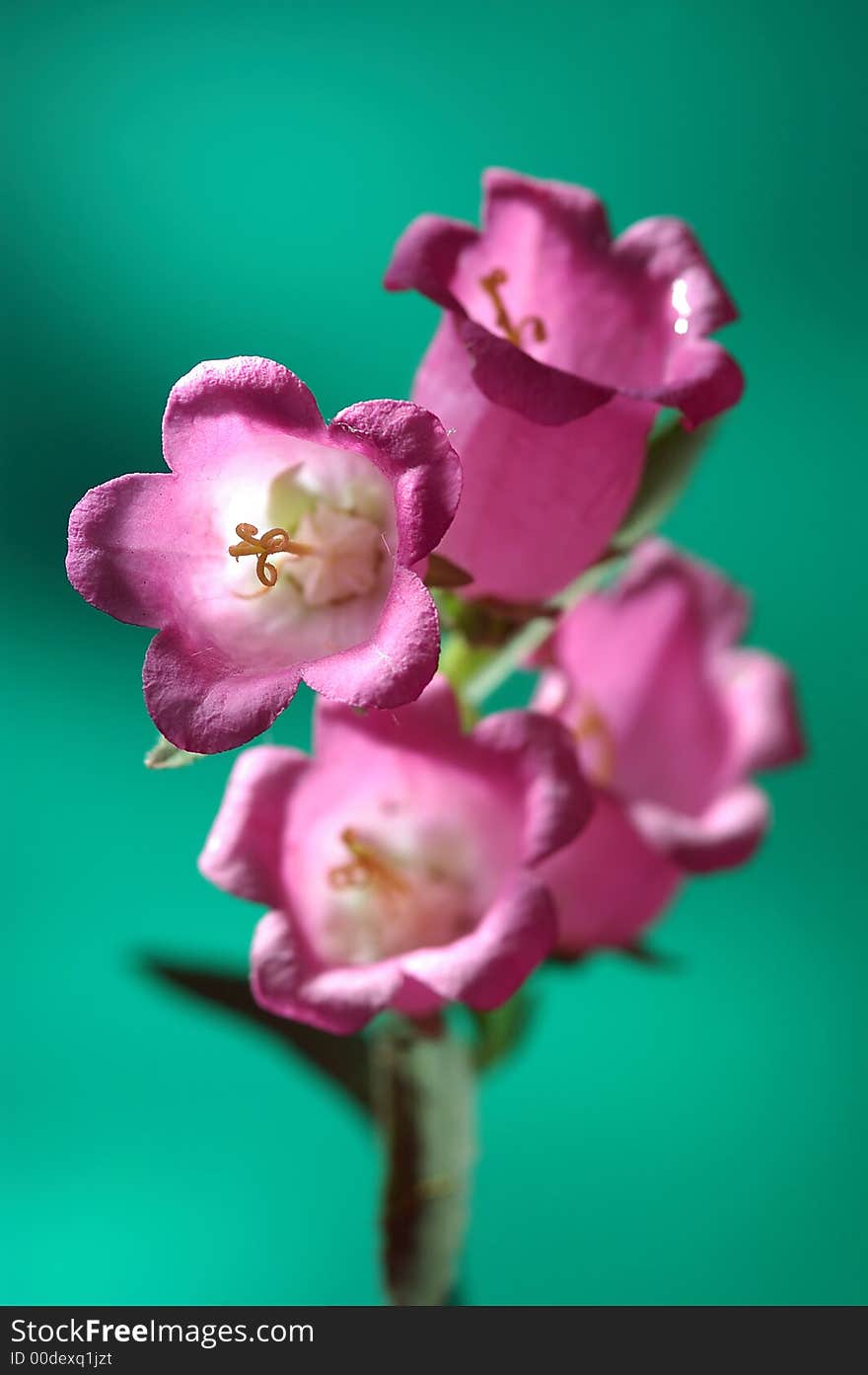 Studio photo of colorful flower