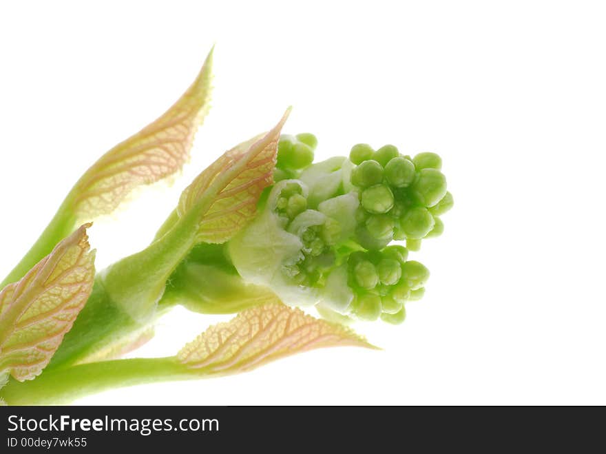 Spring bud on white background