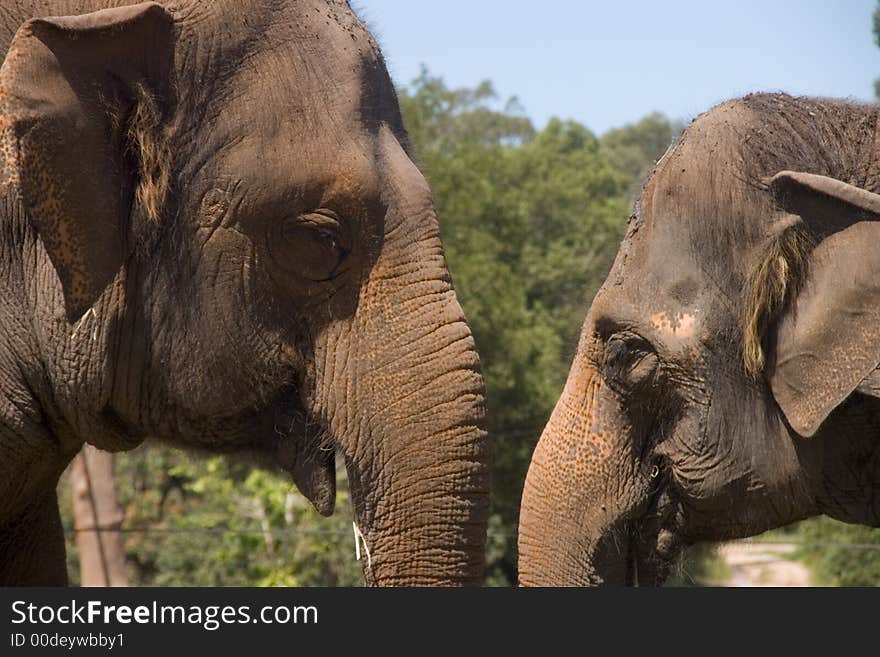 Portrait of two elephants together