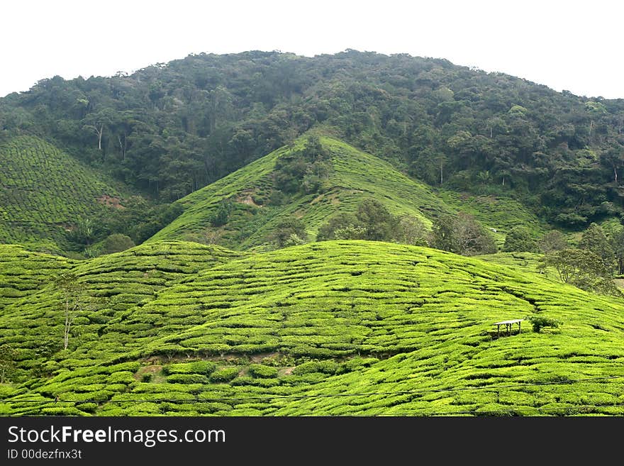 Tea Plantation 3