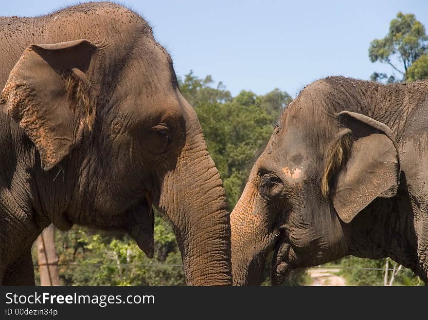 Portrait of two elephants together