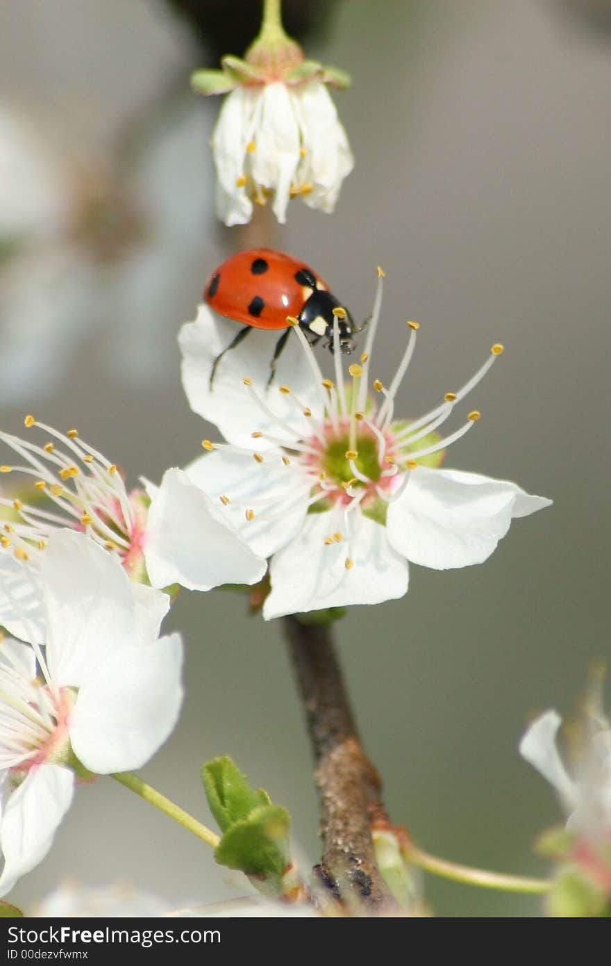 Ladybug