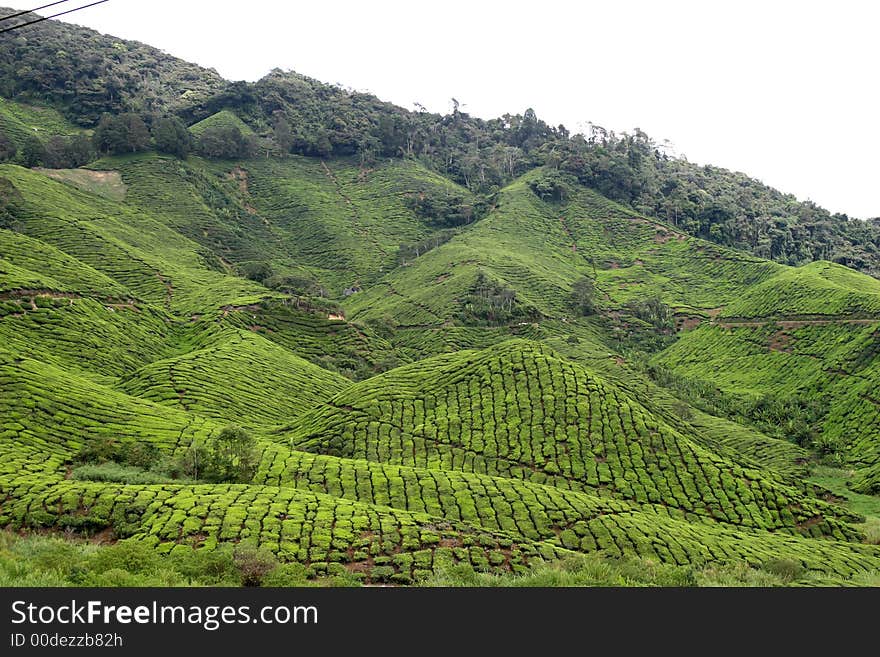 Tea Plantation 6