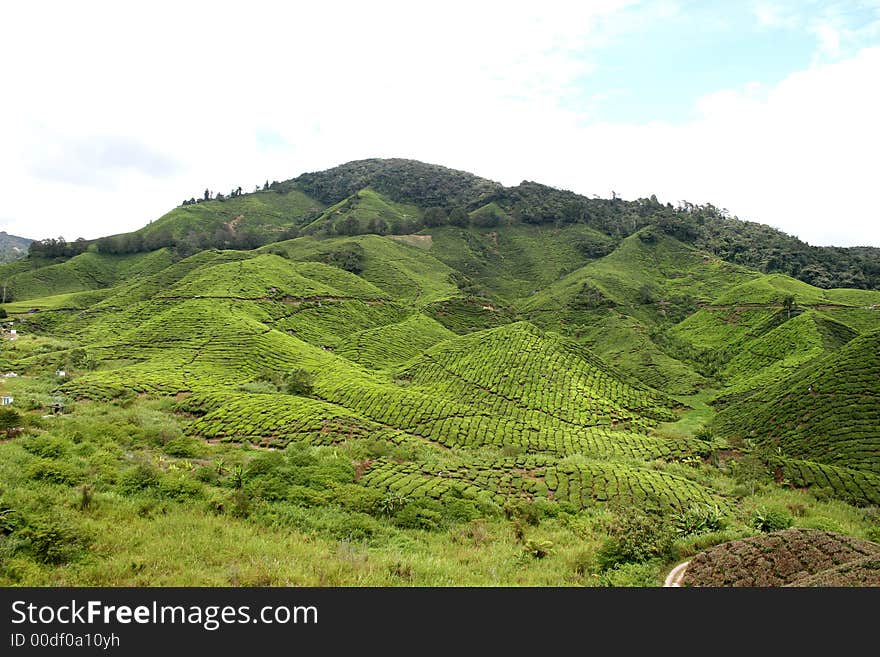 Tea Plantation 7