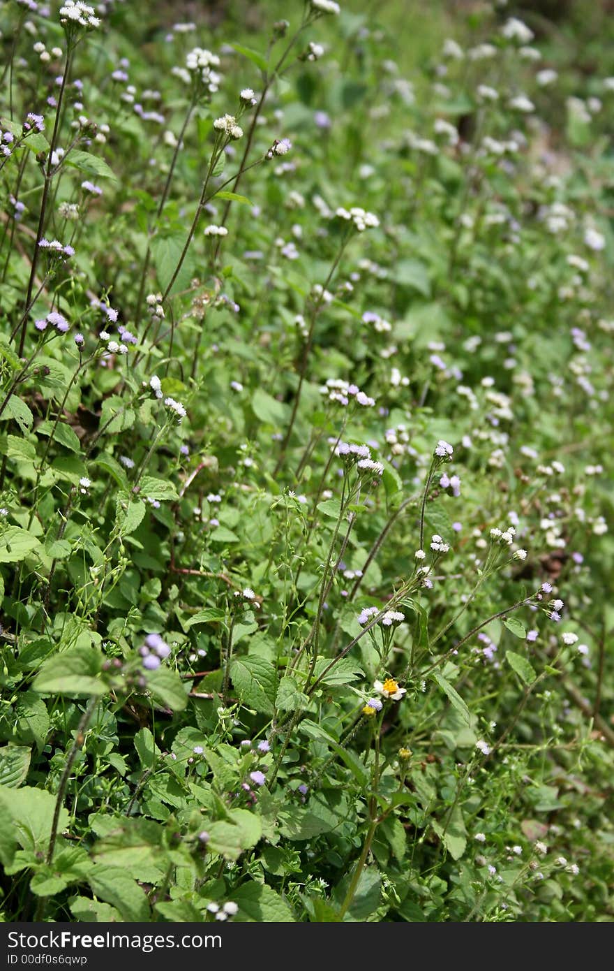 Garden Of Flowers.