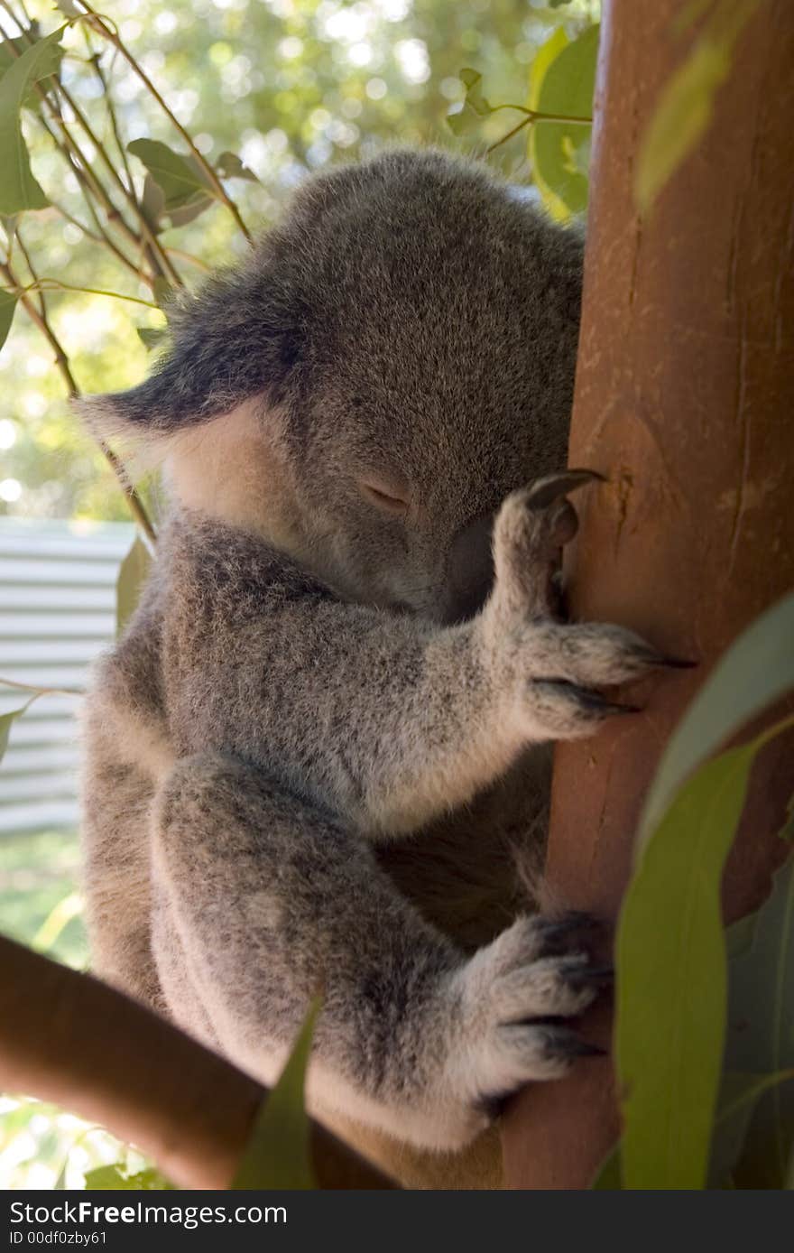 A koala bear in gum tree