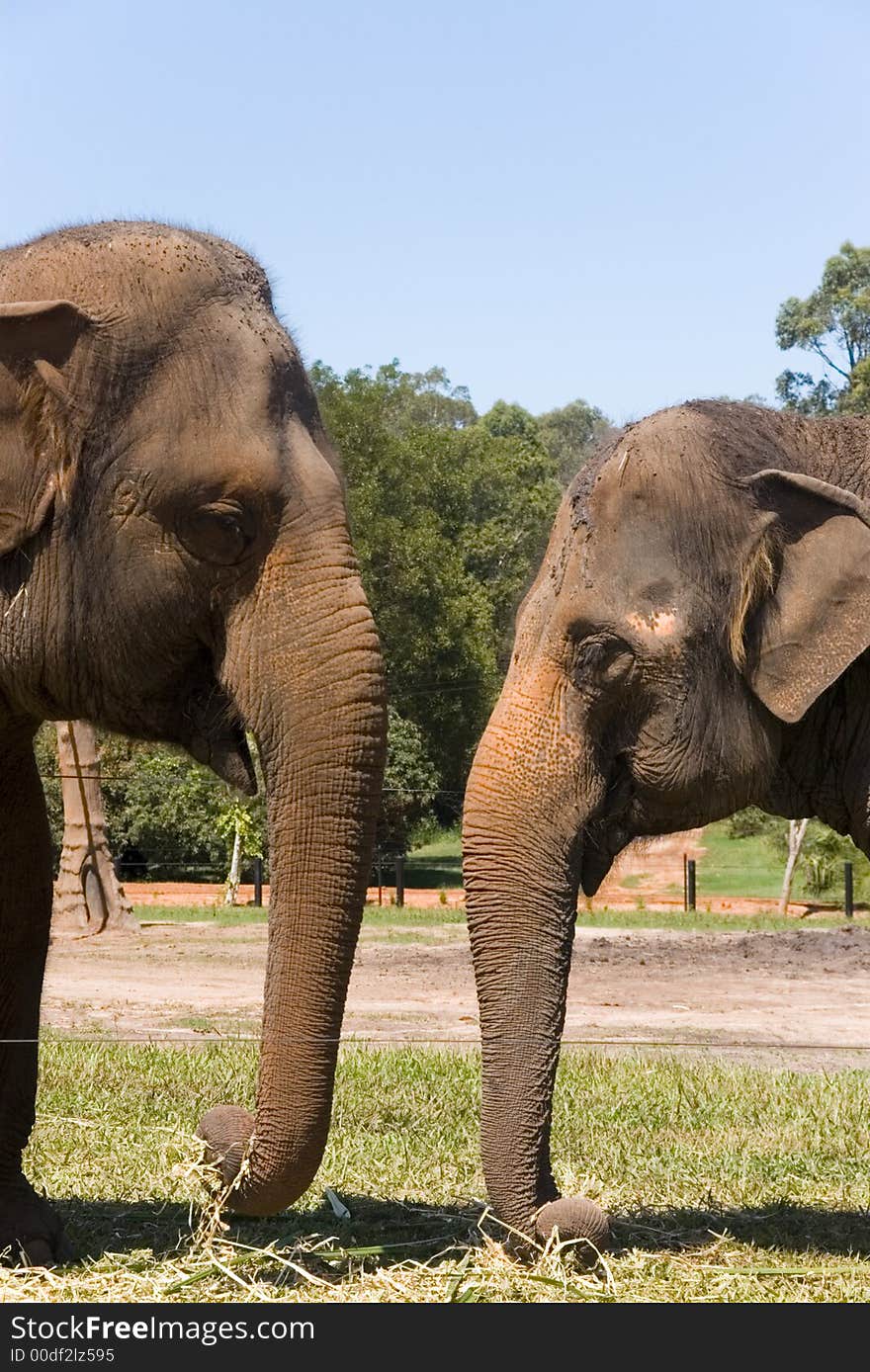 Portrait of two elephants together