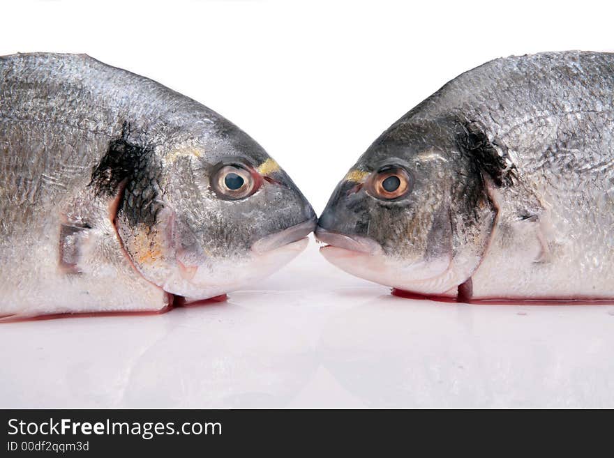 Two fresh Gilthead Bream head on white background