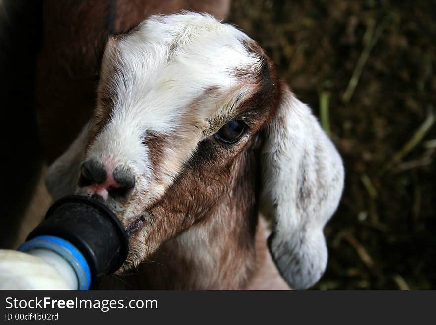 Newborn Nubian goat kid feeding from a bottle. Newborn Nubian goat kid feeding from a bottle