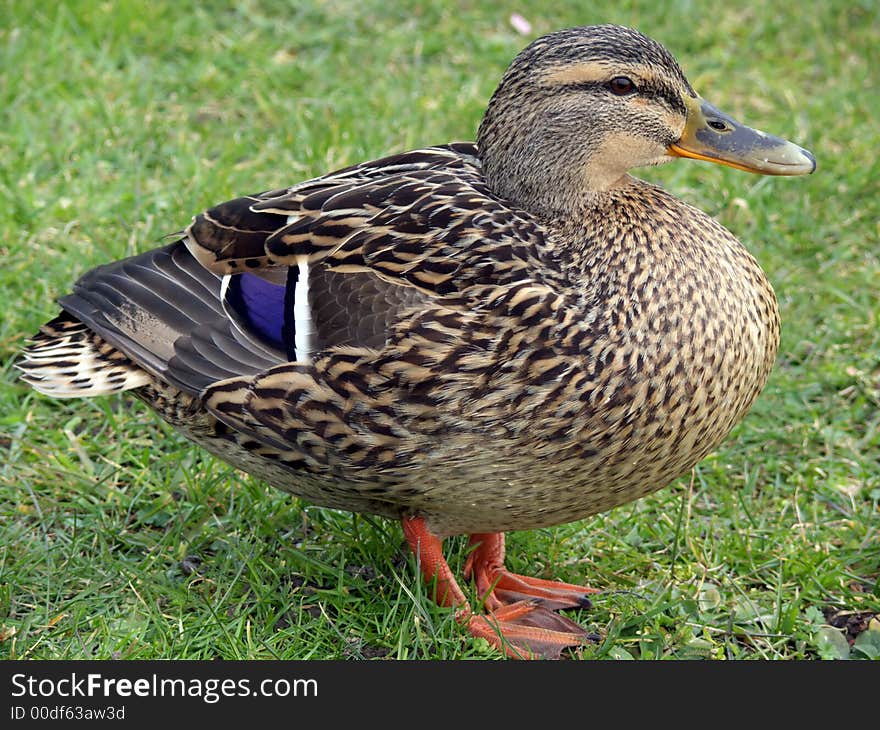 Portrait of female mallard duck standing in green grass. Portrait of female mallard duck standing in green grass