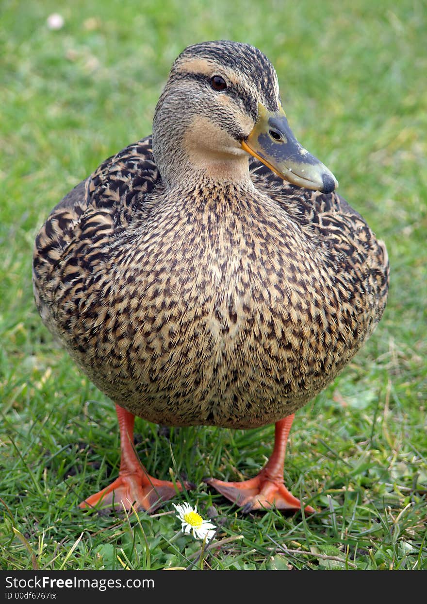 Portrait of female mallard duck standing in green grass with a flower. Portrait of female mallard duck standing in green grass with a flower