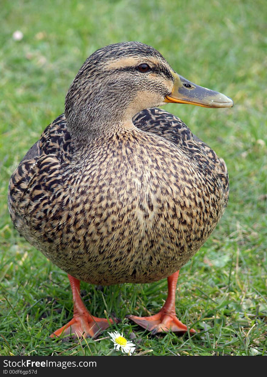 Portrait of female mallard duck standing in green grass. Portrait of female mallard duck standing in green grass