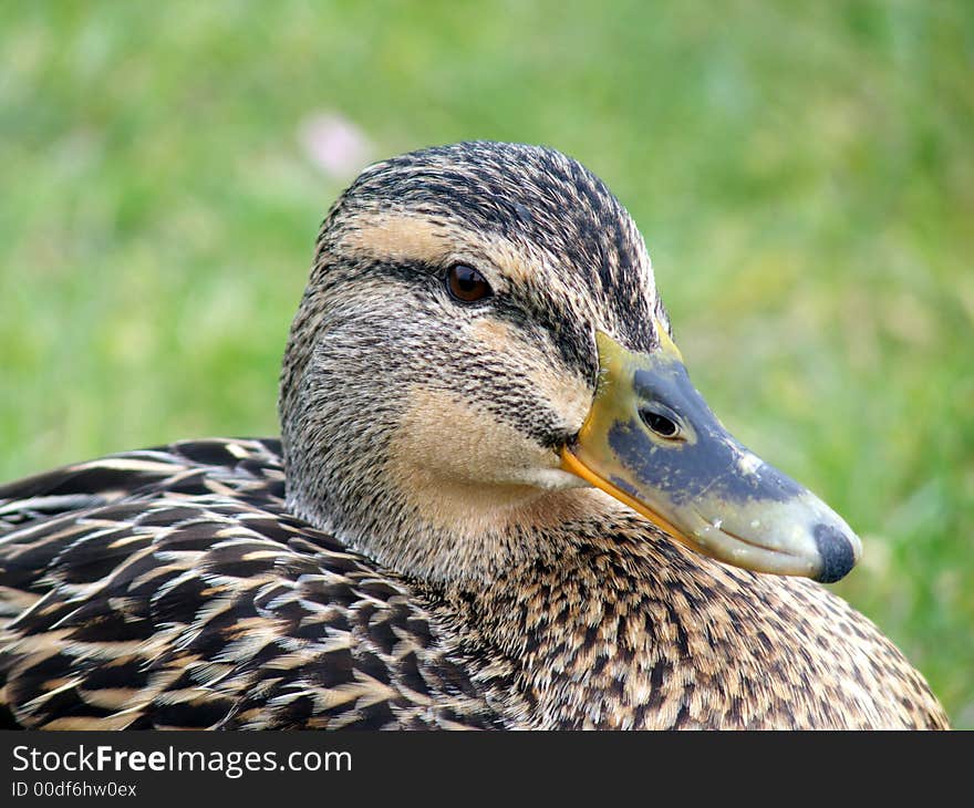 Mallard Duck Closeup