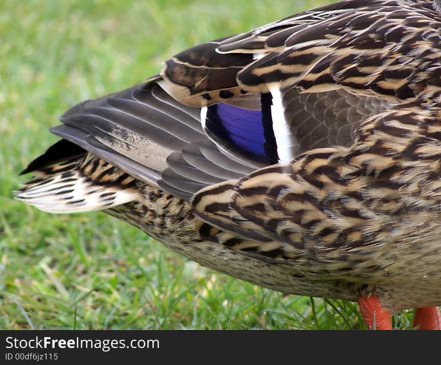 Closeup portrait of female mallard duck tail. Closeup portrait of female mallard duck tail