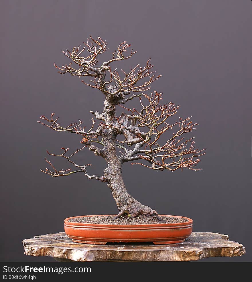 Beech Bonsai In Winter