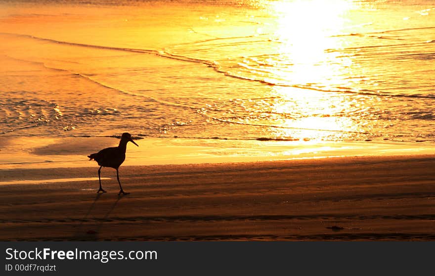 Sea gull walking on the sand