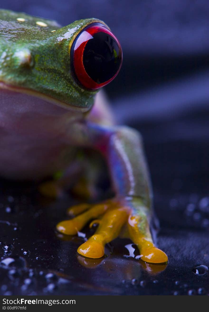 Frog - small animal with smooth skin and long legs that are used for jumping. Frogs live in or near water. / The Agalychnis callidryas, commonly know as the Red-eyed tree Frog is a small (50-75 mm / 2-3 inches) tree frog native to rainforests of Central America.