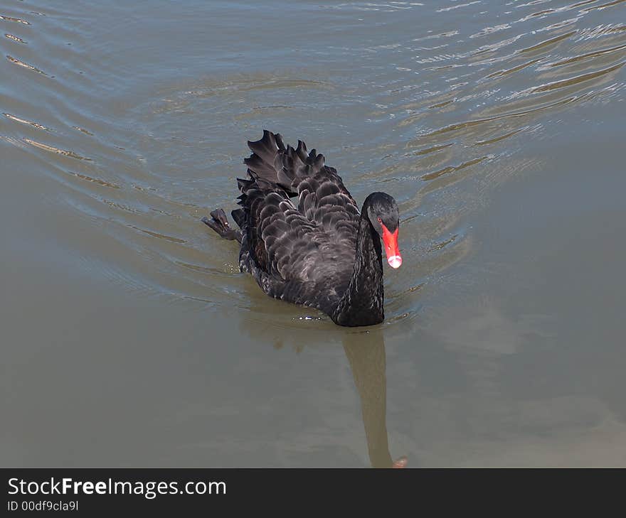 Black Swan (Cygnus Atratus)