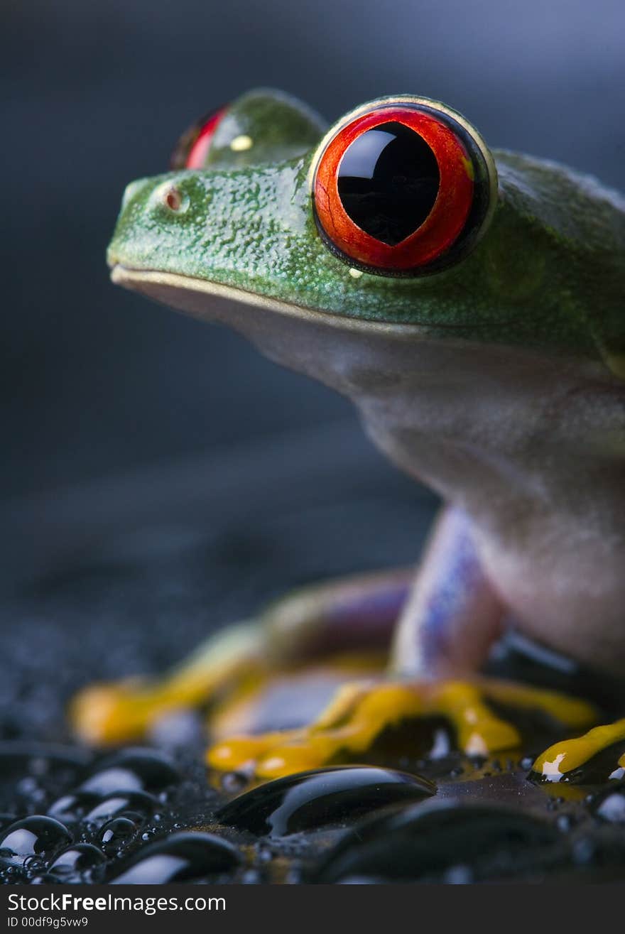 Frog - small animal with smooth skin and long legs that are used for jumping. Frogs live in or near water. / The Agalychnis callidryas, commonly know as the Red-eyed tree Frog is a small (50-75 mm / 2-3 inches) tree frog native to rainforests of Central America.