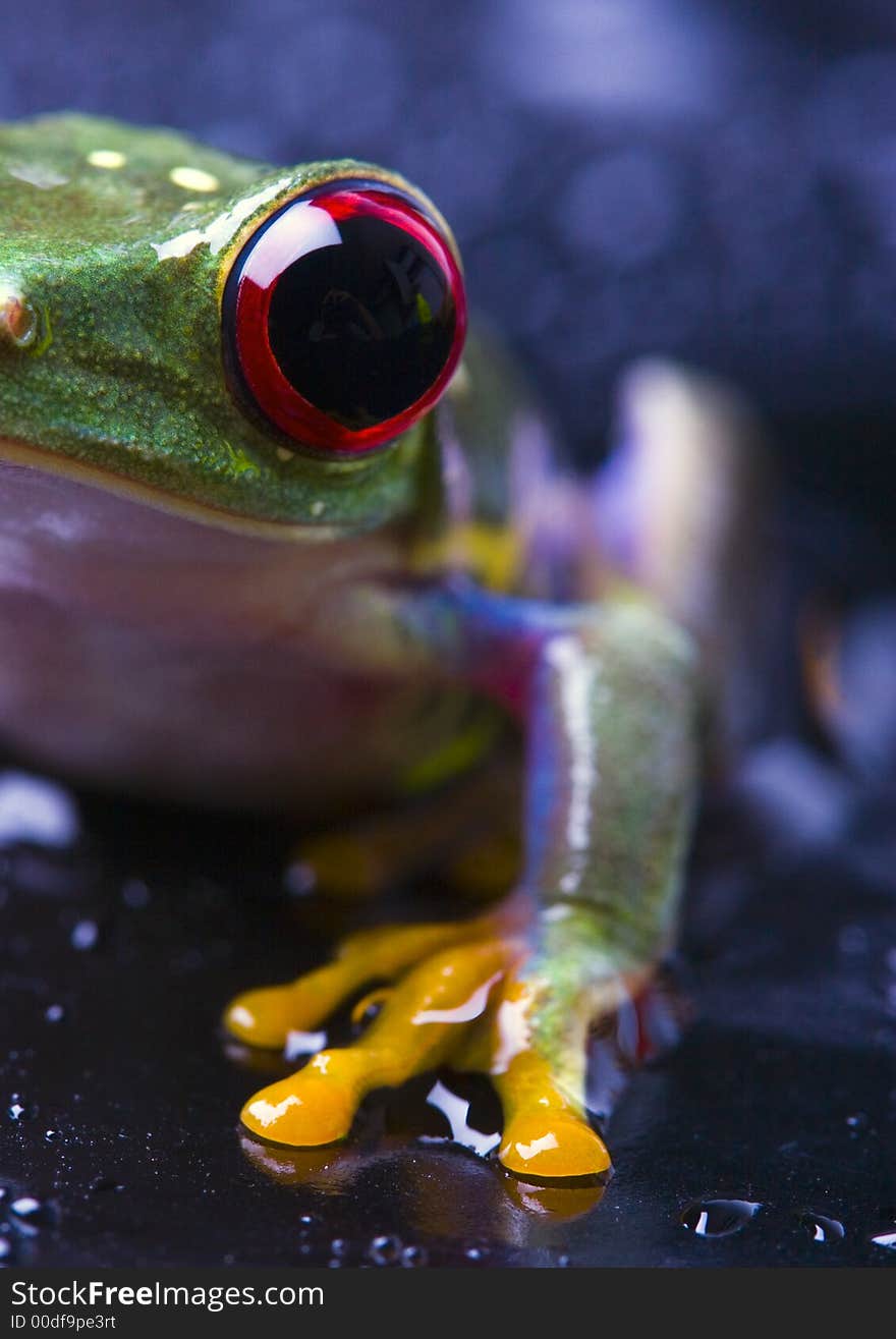 Frog - small animal with smooth skin and long legs that are used for jumping. Frogs live in or near water. / The Agalychnis callidryas, commonly know as the Red-eyed tree Frog is a small (50-75 mm / 2-3 inches) tree frog native to rainforests of Central America.